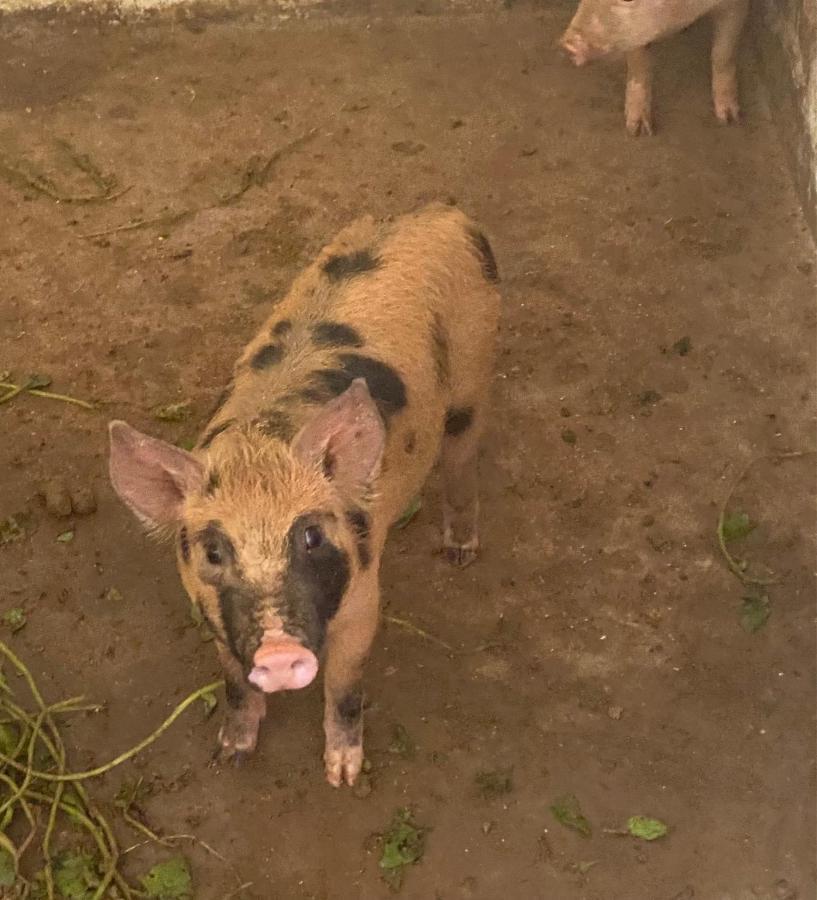 Hotel Fazenda Bonanza Engenheiro Paulo de Frontin Eksteriør billede