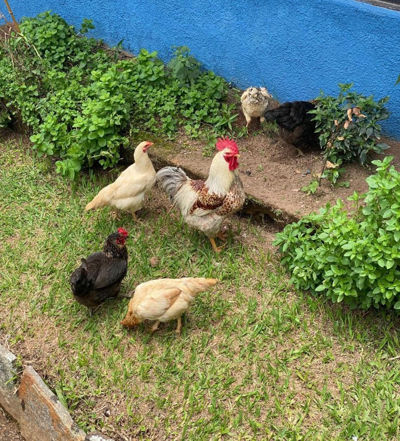 Hotel Fazenda Bonanza Engenheiro Paulo de Frontin Eksteriør billede
