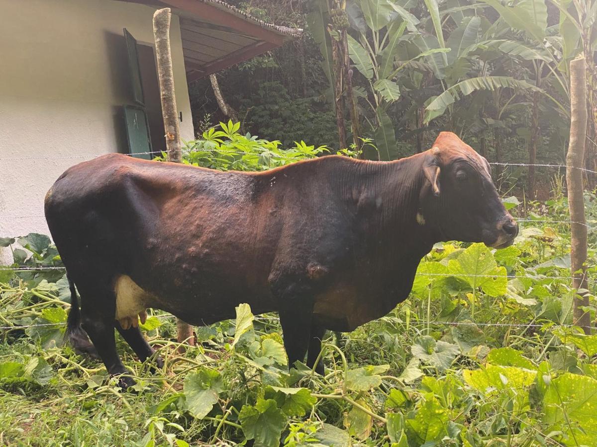 Hotel Fazenda Bonanza Engenheiro Paulo de Frontin Eksteriør billede
